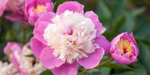 Zdjela ljepote od božura (vrelo ljepote): fotografija i opis, recenzije